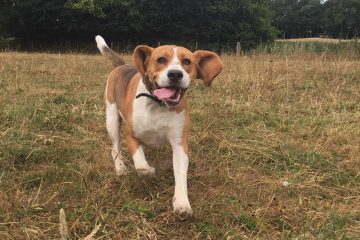 Beagle Redditch Dog Walking