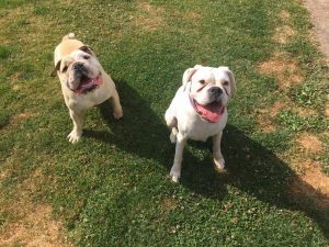 Boxer Bulldog Redditch Dog Walking