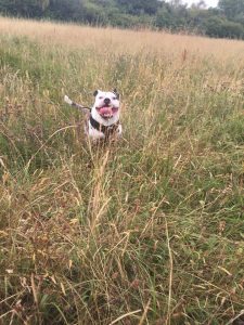 Bulldog Redditch Dog Walking