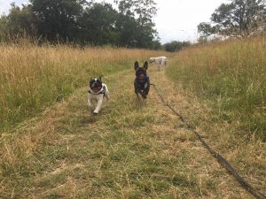 French Bulldog Redditch Dog Walking