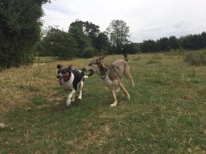 Husky Beagle Redditch Dog Walking
