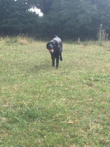 Labrador Redditch Dog Walking