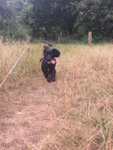 Spaniel Redditch Dog Walking