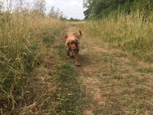 Spaniel Redditch Dog Walking