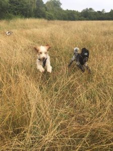 Terrier Spaniel Redditch Dog Walking