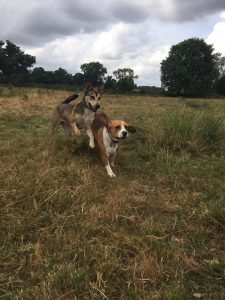 Beagle Husky Redditch Dog Walking