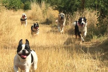 Dogs Swimming Lessons Redditch Dog Walking