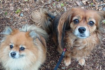 Redditch Dog Walking - 2 dogs