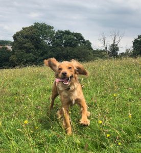 Loki happy to see Jess - Wonderpup of the week