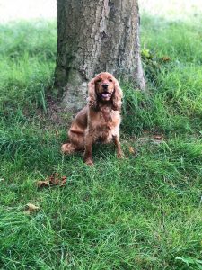 Lulu posing for picture - Wonderpup of the week