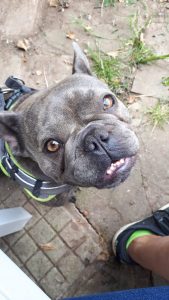 Missy with a smile on her face - Wonderpup of the week