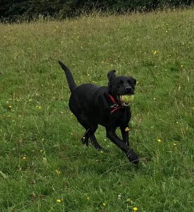 Panda with her ball - - Wonderpup of the week