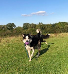 Redditch dog Walking - Bella
