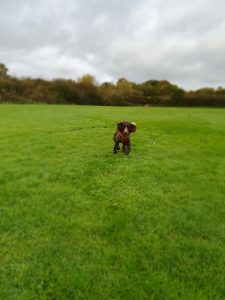 Redditch dog Walking - Otto