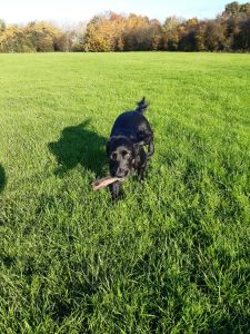 Redditch dog Walking - Poppy