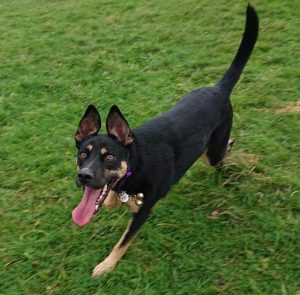 Redditch dog Walking - Sasha
