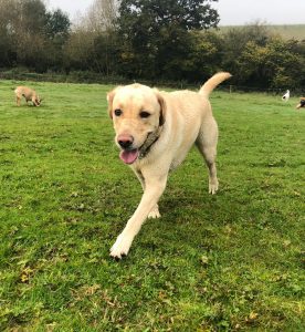 Redditch dog Walking - Will