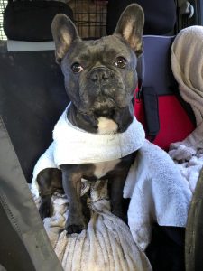 Wonderpup Barkley