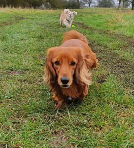 Wonderpups Ernie