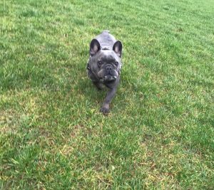 redditch dog walking