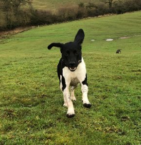 Redditch dog walking