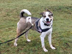 Redditch Dog Walkings Lexi