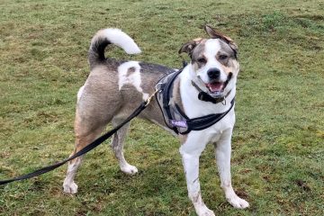 White dog on lead in field
