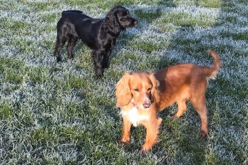 Two cocker spaniels standing in a frosty field