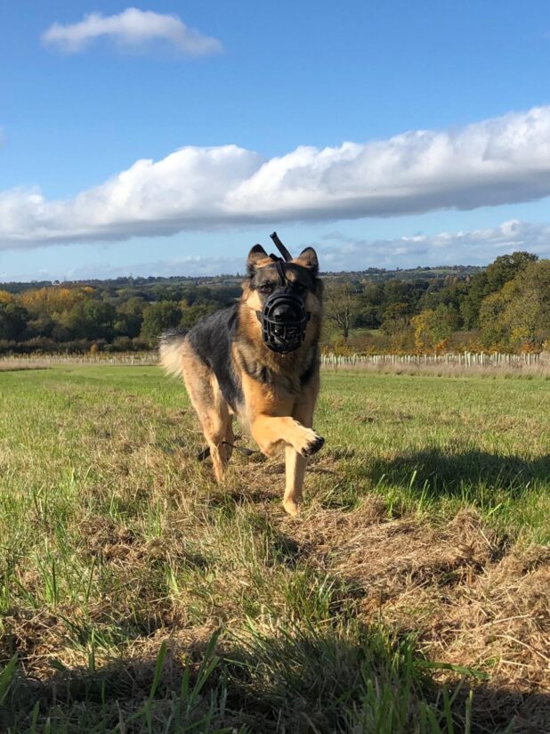 Eva the GSD running towards the camera in the field