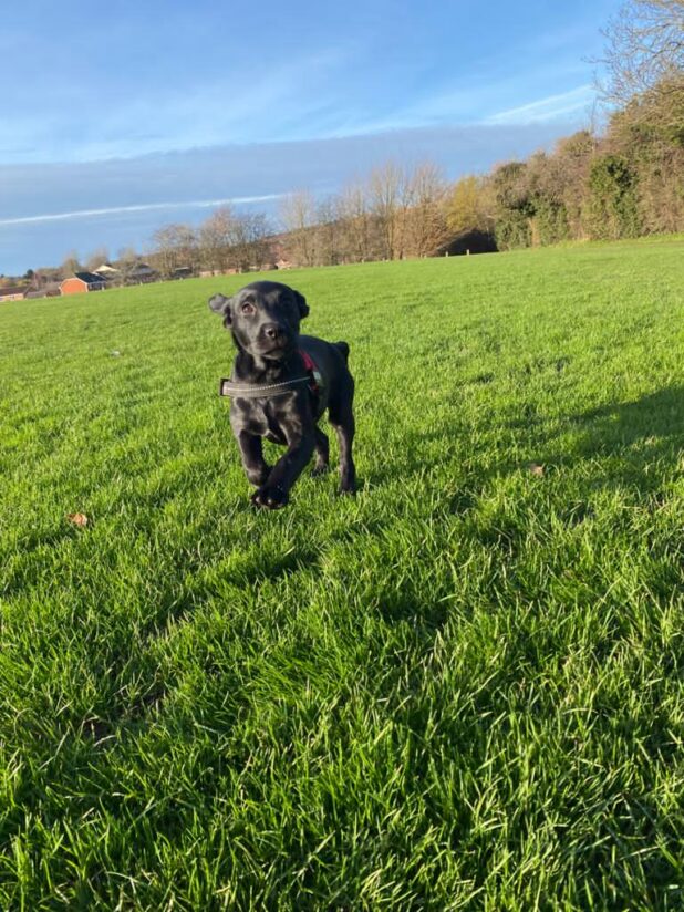 Little black labrador, Flo, playing in the grass