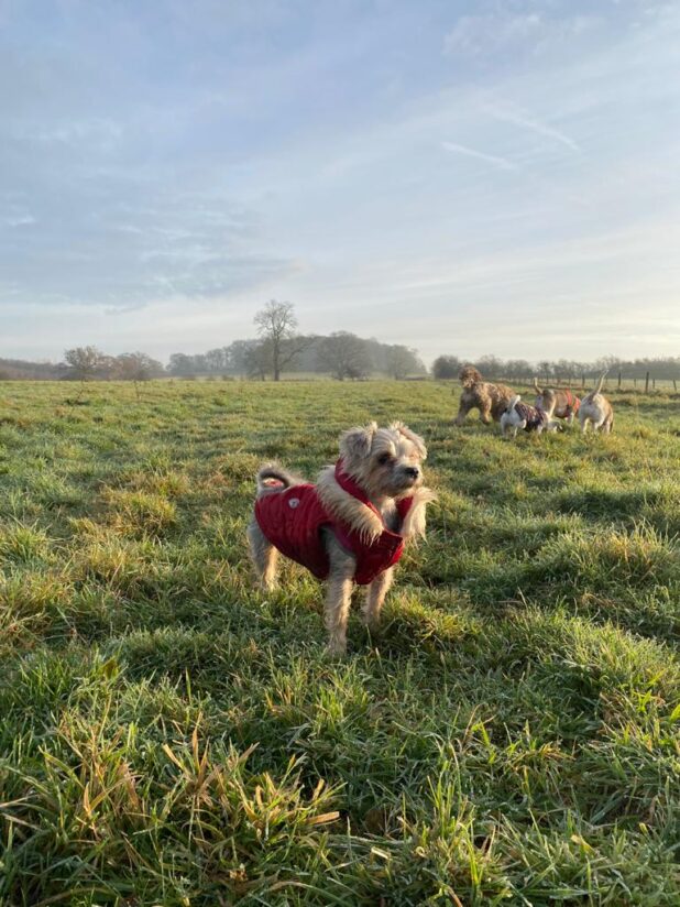 Lulu the Yorkshire Terrier in her red coat in a field with dogs playing in the background