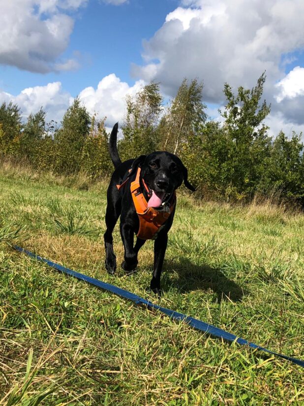 Maggie in her orange harness with her tongue hanging out
