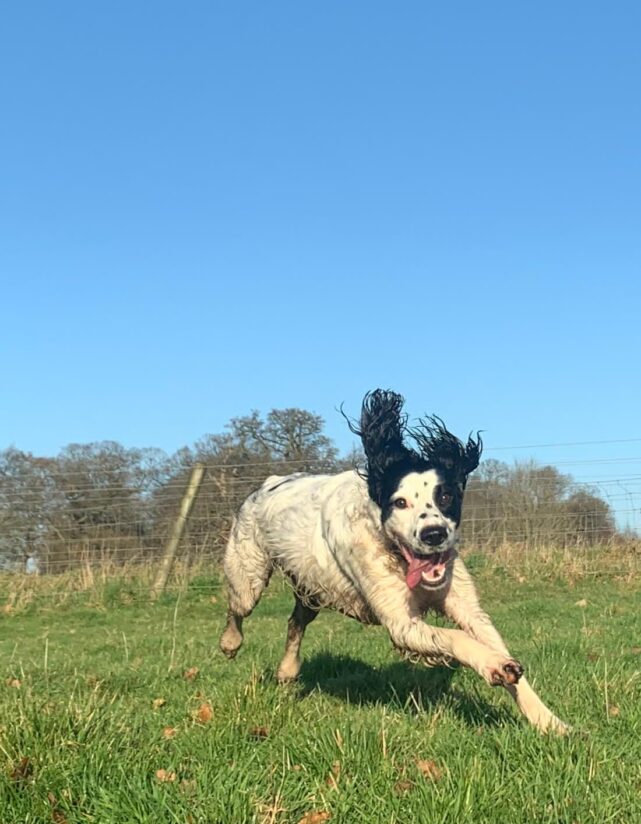 Rosie the black and white spaniel leaping through the air