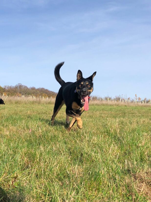 Sasha running along with her tongue hanging out