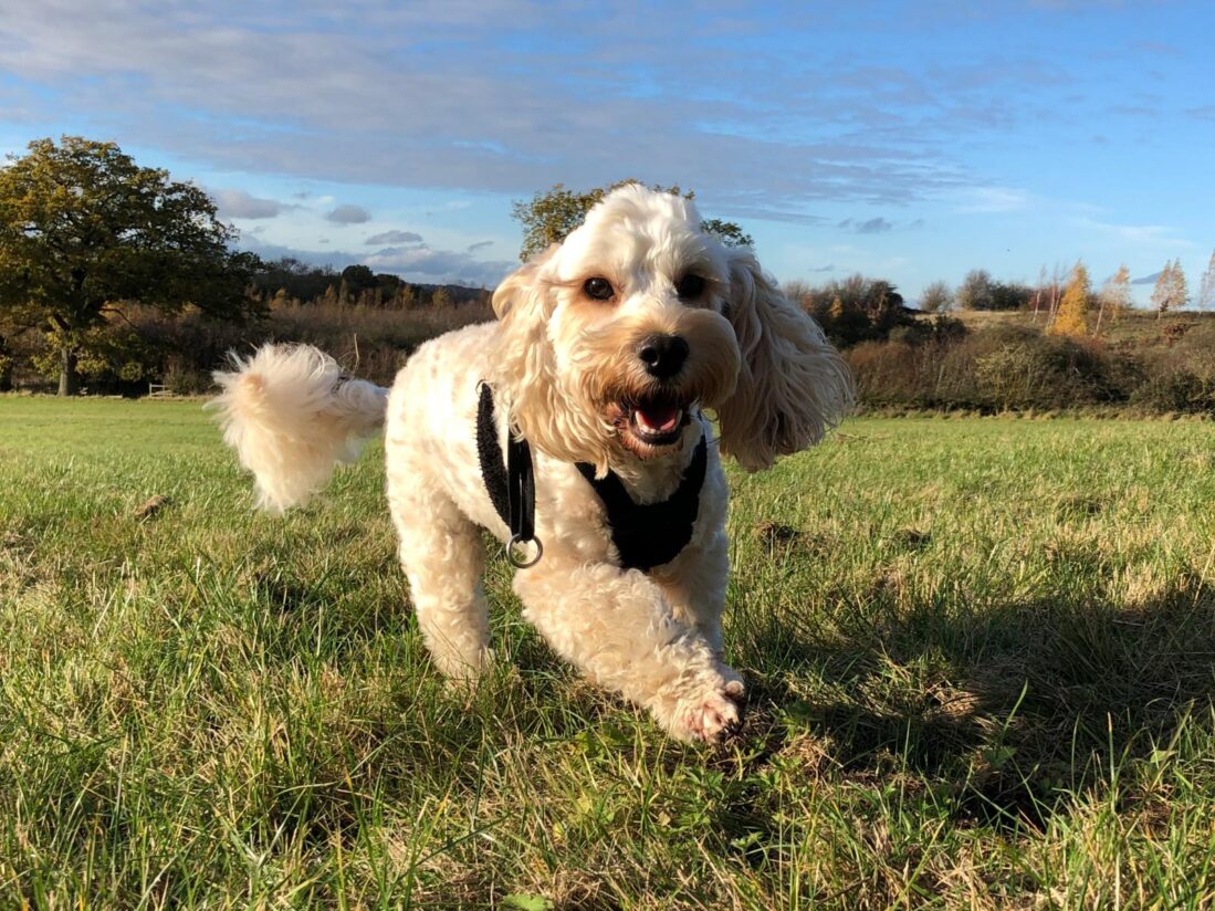 Velly the cocker poo running around with a big smile