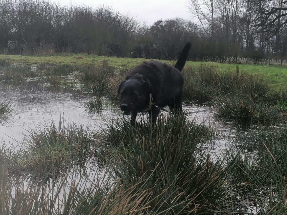 Big black lab walking through large puzzle in the field
