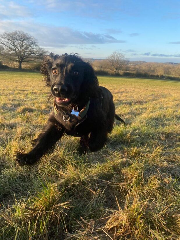 Black spaniel with green harness running through the field