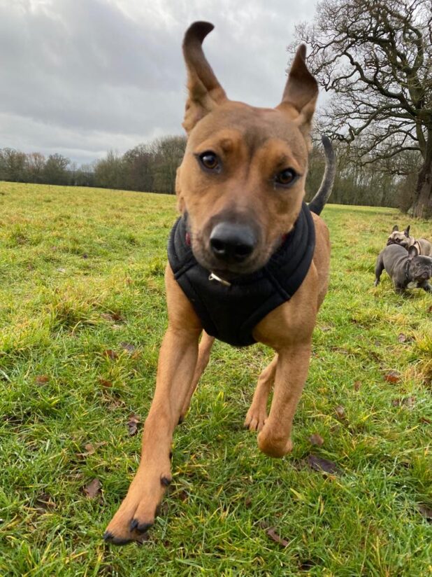 Brown staffy pup with black harness in the field