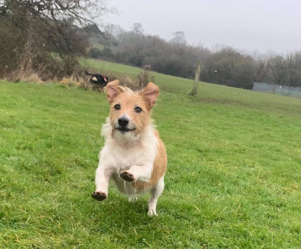 Fudge the terrier jumping towards the camera in a field