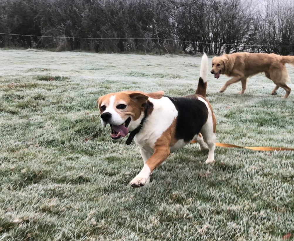 Tri colour beagle in a frosty field with his tongue hanging out 
