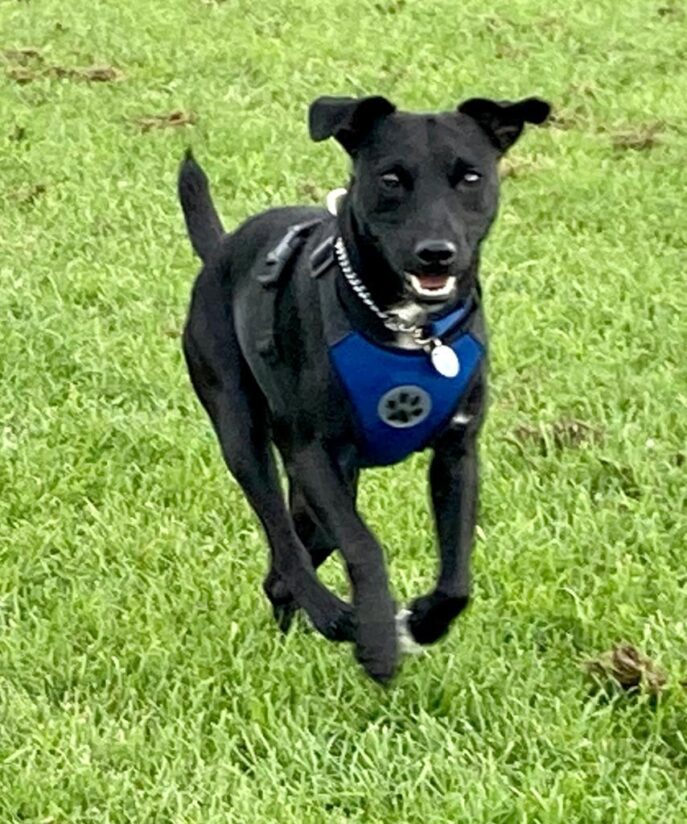 A little black dog jumping through the air with a blue harness on