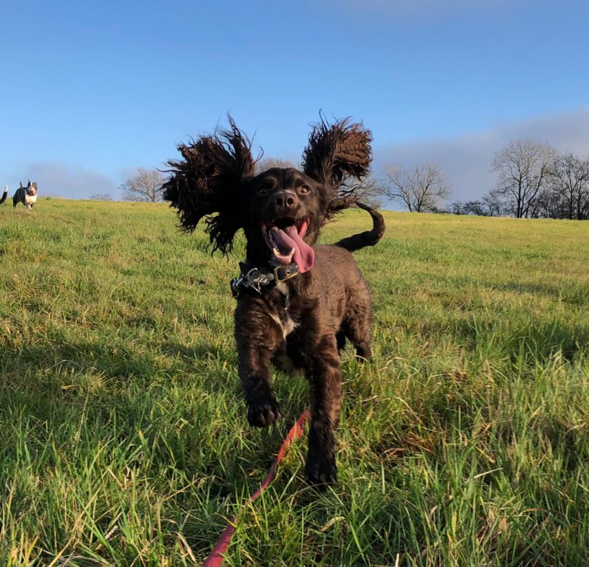 Brown spaniel with blue sky and green grass, ears and tongue flying everywhere