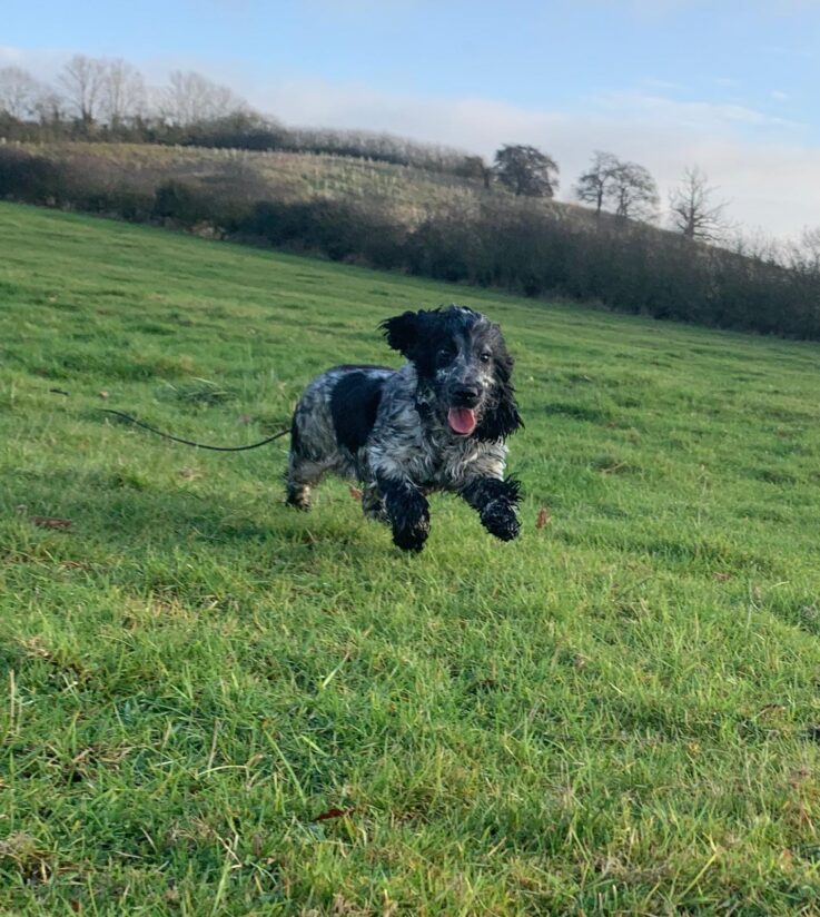 Black and white roe spaniel  leaping through the air in the field