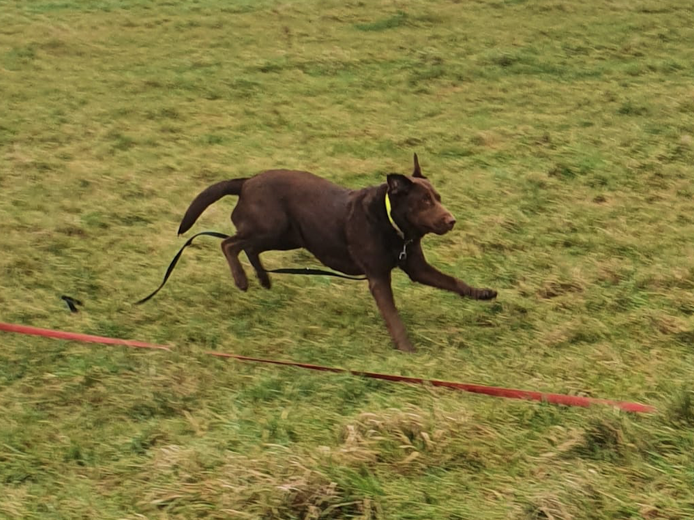 brown labrador jumping side view through the field