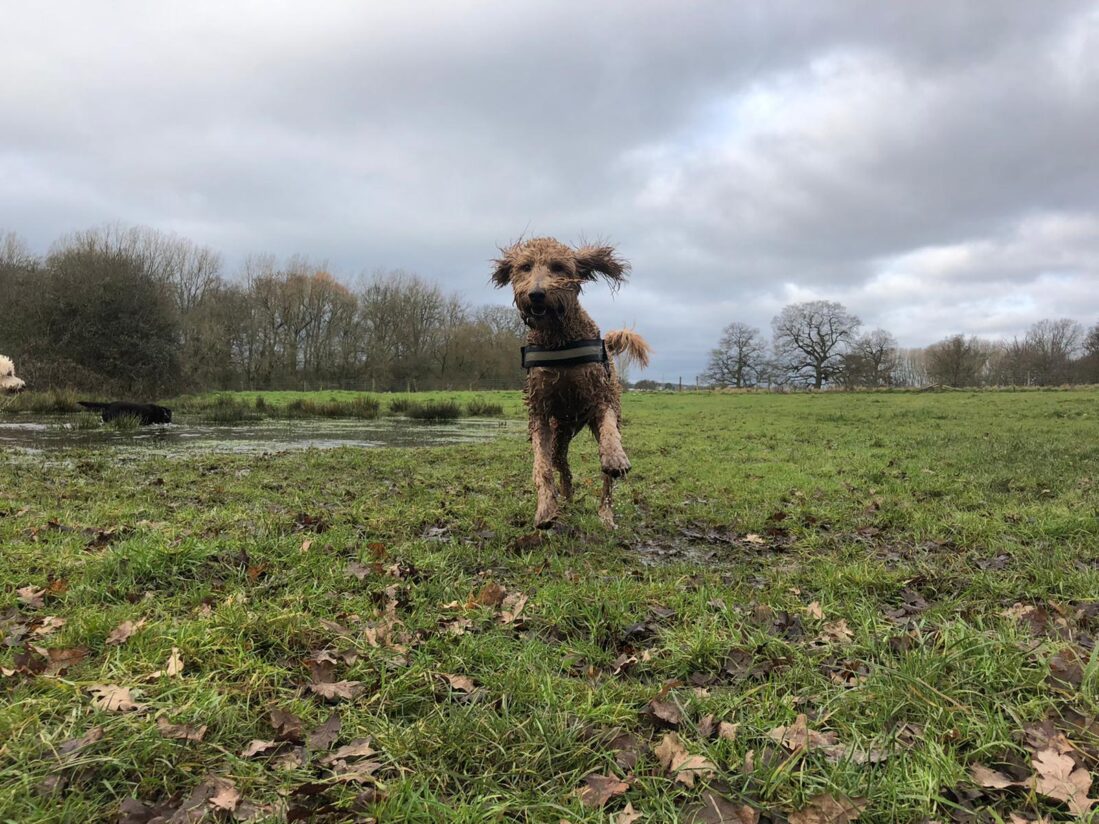 Millie the golden doodle leaping through muddy field