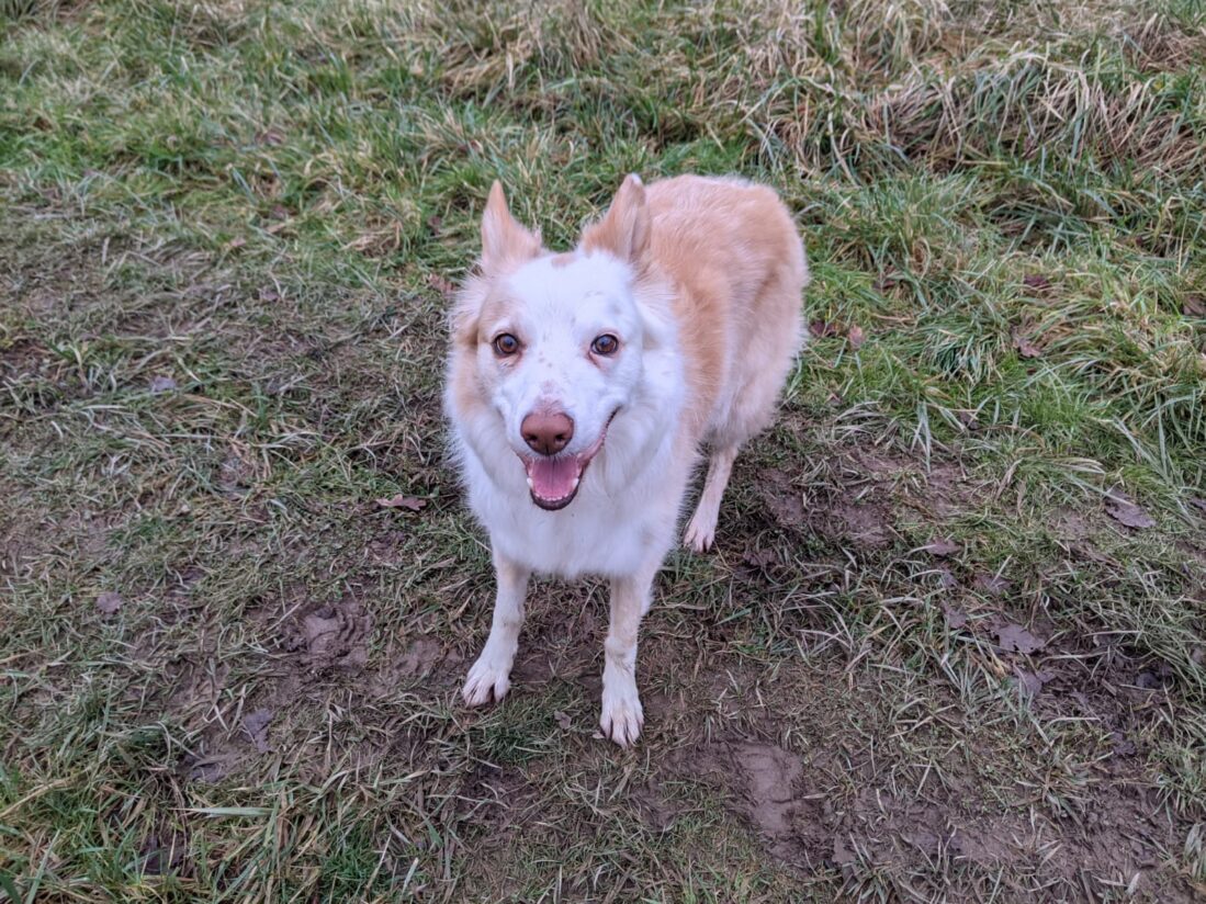 Rumple the sand collie with smiley face looking up at the camera
