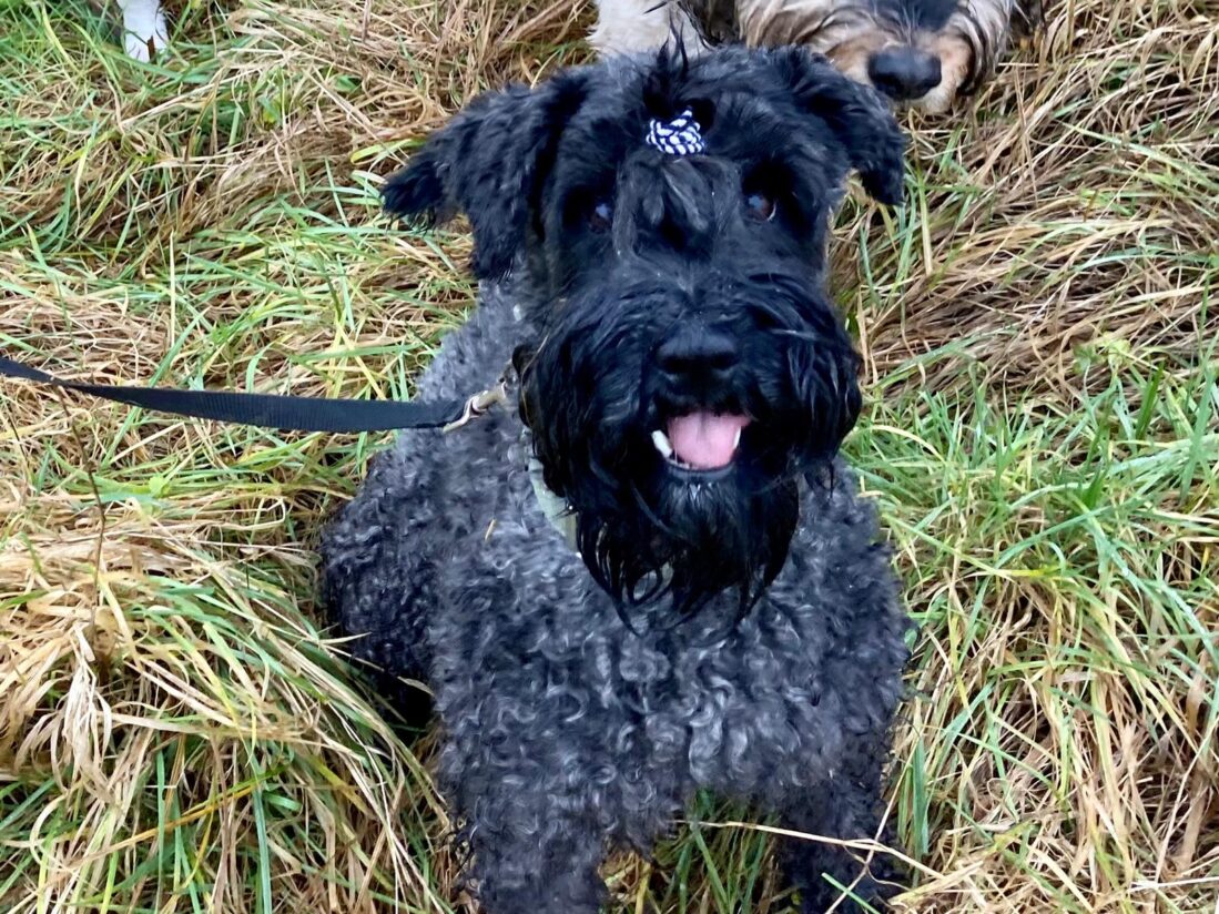 Black schnazer sat in the field with little bow in her hair