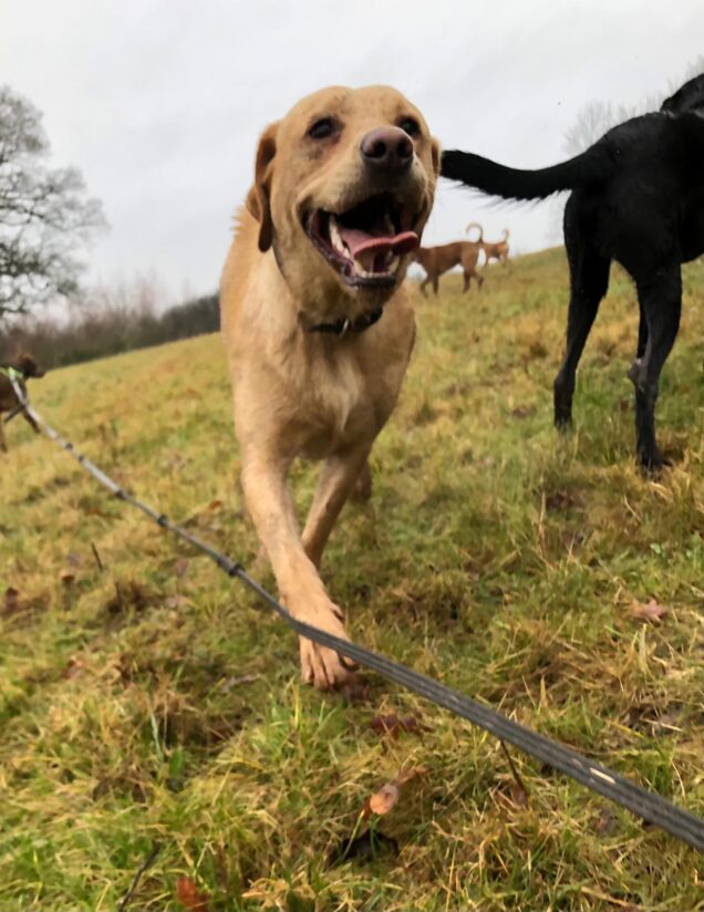 Yellow labrador with smiley face and tongue hanging out in the field