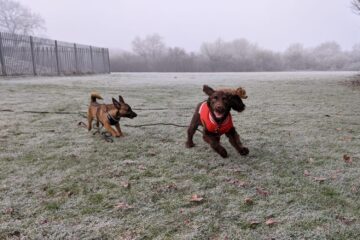 Three puppies jumping through the field in the frosty weather