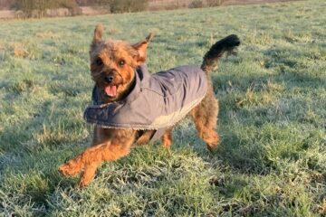Redditch Dog Walking